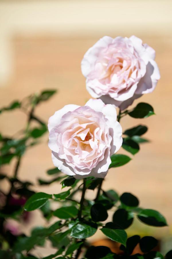 Jane'Laur - Honfleur B&B 외부 사진